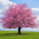 Special Service—Remembering Our Children