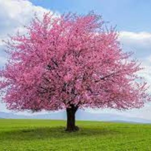 image of cherry tree